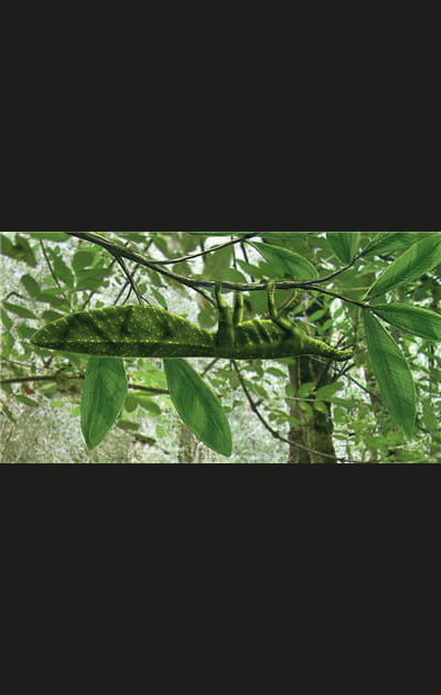 Jeu de cache-cache