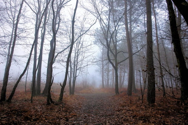 Le forêt de Bonnoeuvre