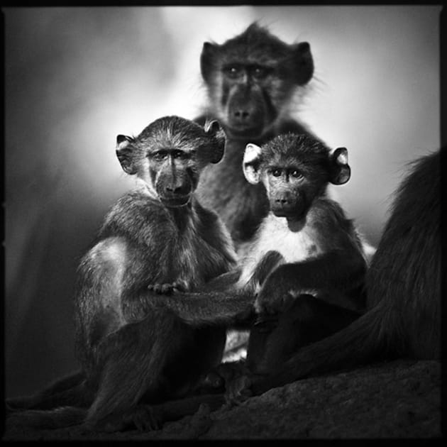 Babouins en famille