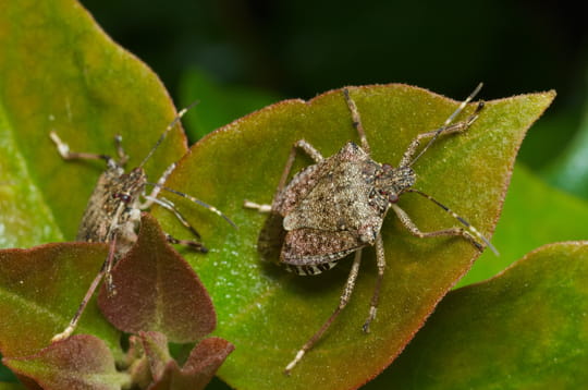 Elles sont d&eacute;j&agrave; de retour, voici comment cet ingr&eacute;dient que l'on a tous peut &eacute;viter l'invasion