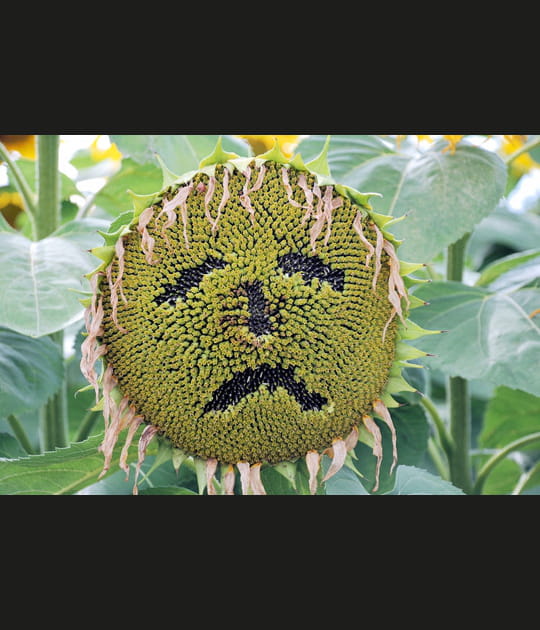 Tournesol triste