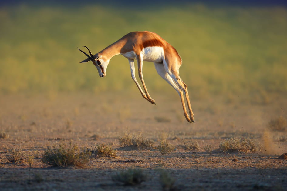 Le springbok, l'antilope &agrave; ressort