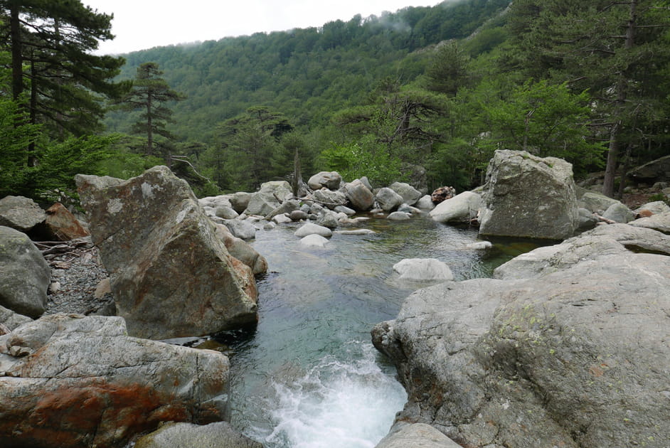 La for&ecirc;t de Vizzavona, Corse