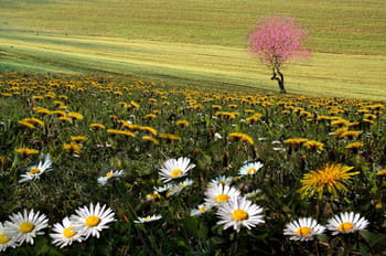 La nature sublimée par Pierre Bacon