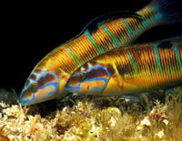 La France sauvage : La Corse, les trésors des fonds marins