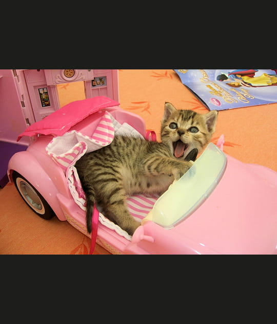 Jouet en peluche ou chaton&nbsp;?