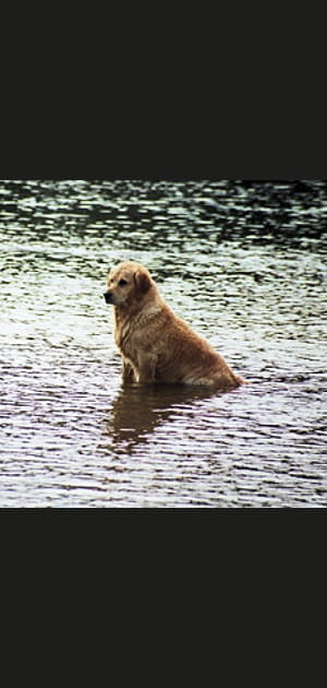 Les golden retrievers, h&eacute;ros du 11&nbsp;septembre