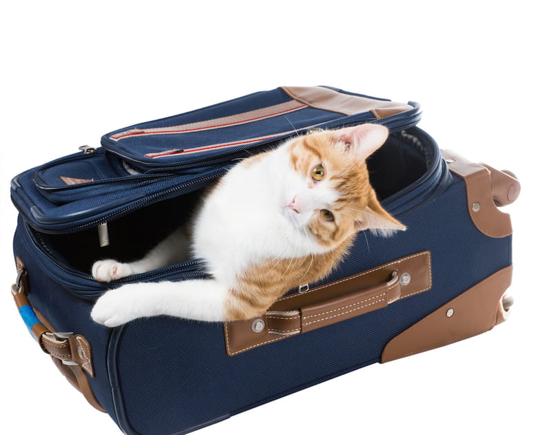 Quoi qu&rsquo;il arrive, je reste avec mon chat&hellip;