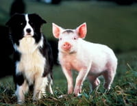 Babe, le cochon devenu berger