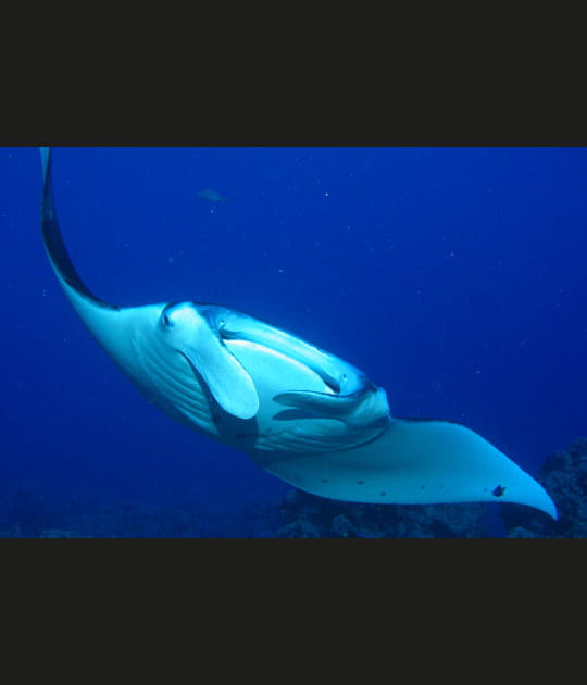 Impressionnante raie manta