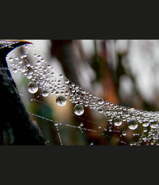 Perles d'eau