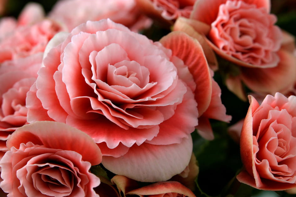 Le b&eacute;gonia, id&eacute;al pour fleurir les parterres ombrag&eacute;s tout l'&eacute;t&eacute;