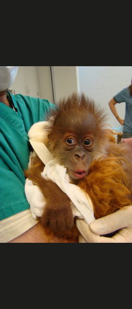 Un petit bisou d'orang-outan