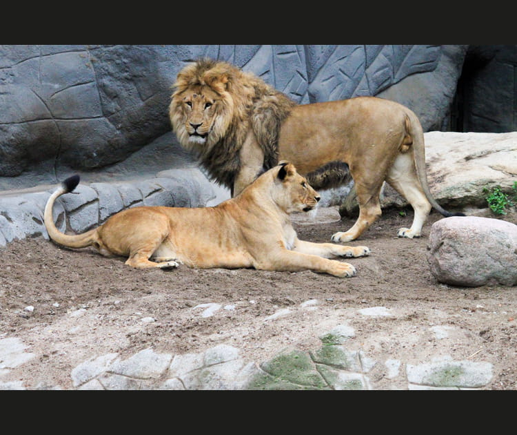 Une petite fille sauv&eacute;e des kidnappeurs par des lions