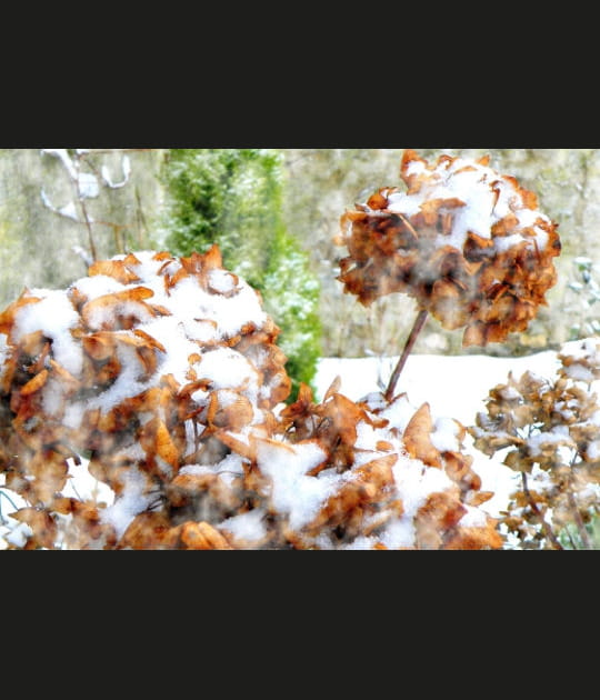 Hortensias en fanaison