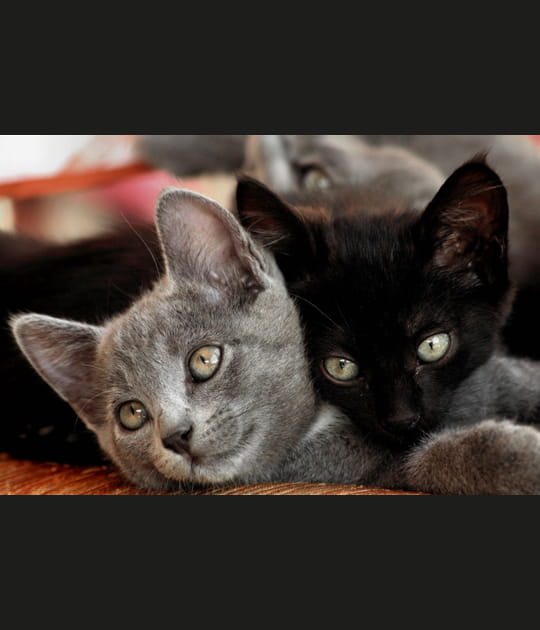 Les petits fr&egrave;res