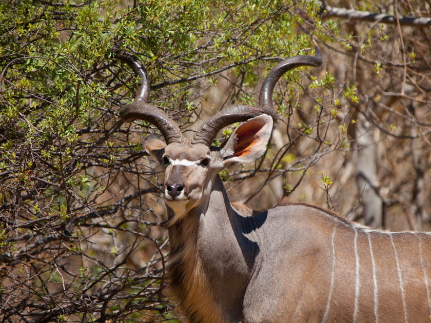 L'antilope rare, Sitatunga