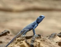 La loi de la survie : Les animaux à sang froid