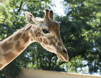 Une saison au zoo