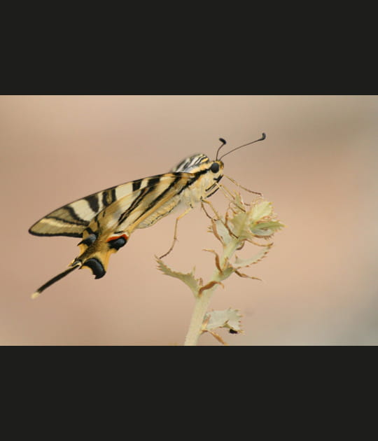 Papillon z&eacute;br&eacute;