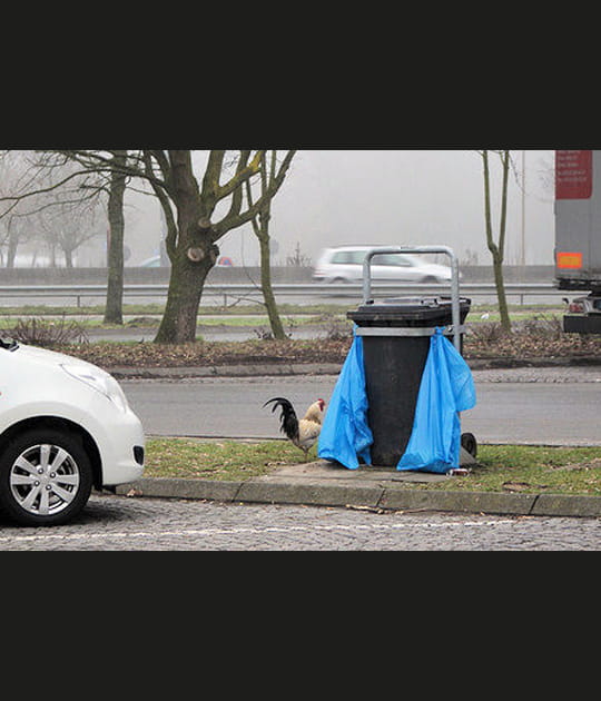 Un coq fait les poubelles