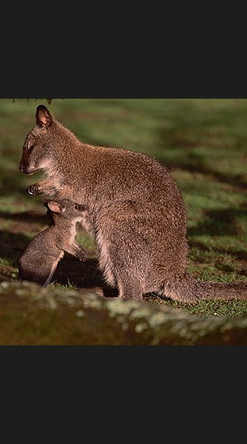 Sortis de leur poche