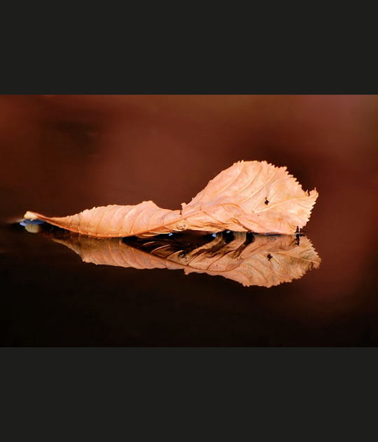 Feuille morte