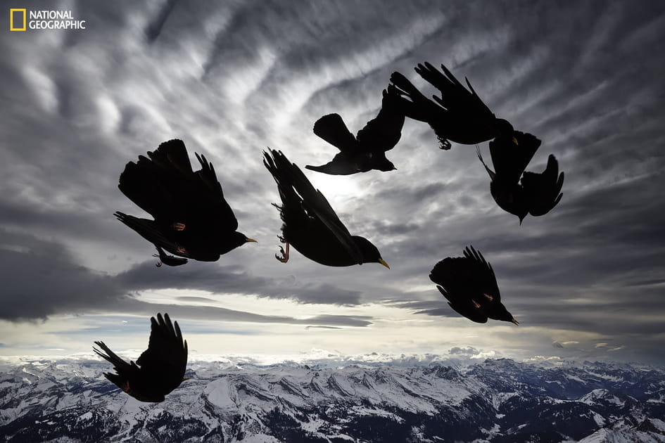 Acrobates des airs