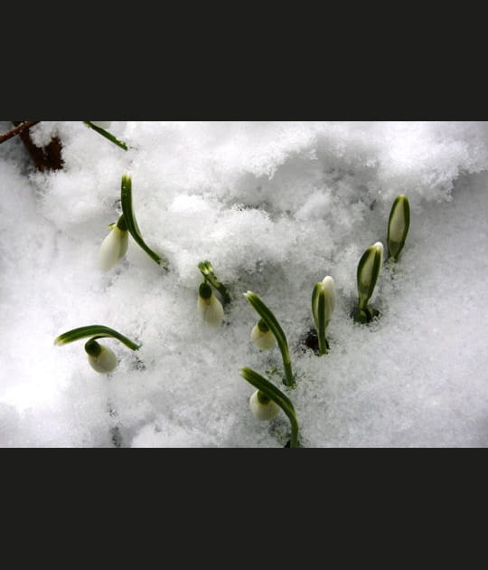 Les perce-neige pointent le bout de leurs tiges