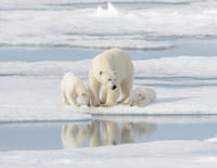 La vie cachée en Antarctique