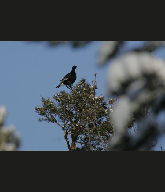 Un oiseau rare