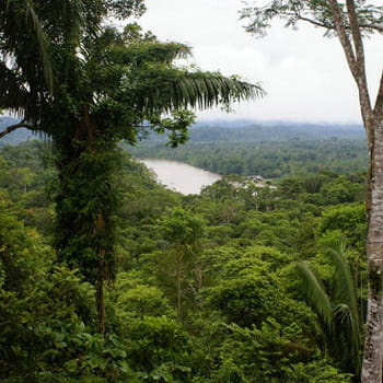 en equateur, le rio napo, un affluent de l'amazone