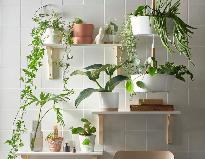 Les plantes s'exposent