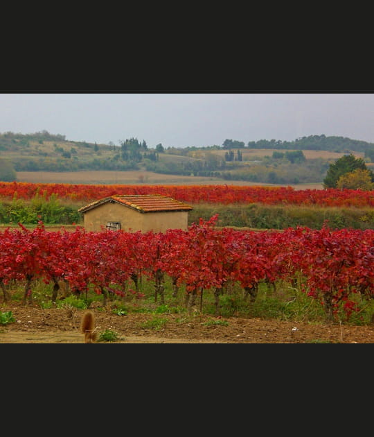Cabane de vigneron