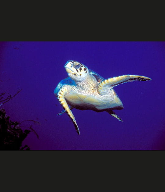 Une tortue aux Bahamas