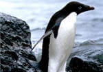 pingouin