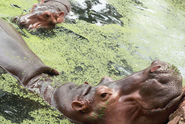 Les hippopotames en pleine nature