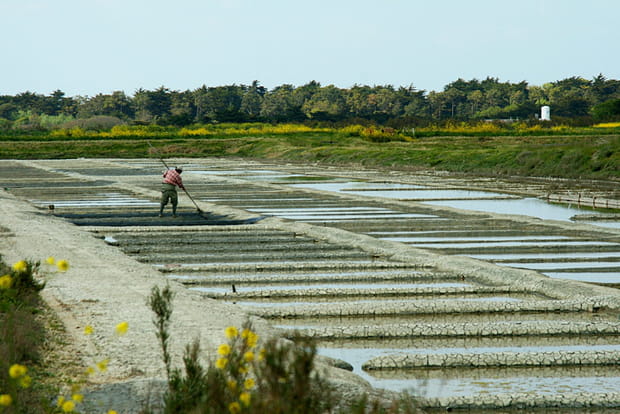 Le sel de l'Ile de Ré