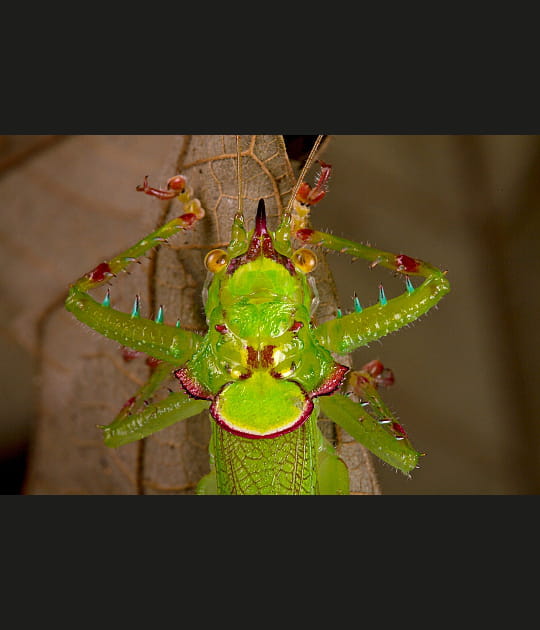 La sauterelle &agrave; t&ecirc;te pointue
