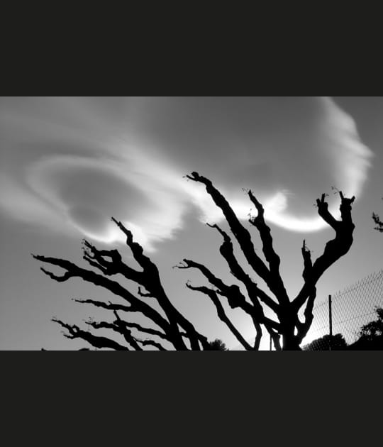 Comme un ovni sur une branche