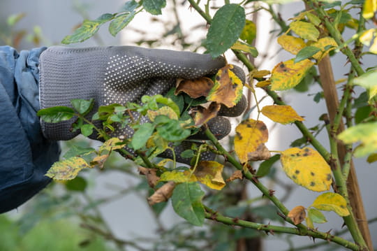 La premi&egrave;re &eacute;tape est &agrave; faire en novembre&nbsp;: vos rosiers n'auront plus de taches noires et pousseront mieux l'an prochain