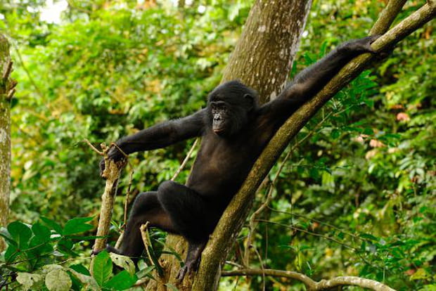 Béni a bien grandi !
