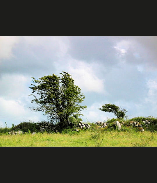 Flexible comme un arbre
