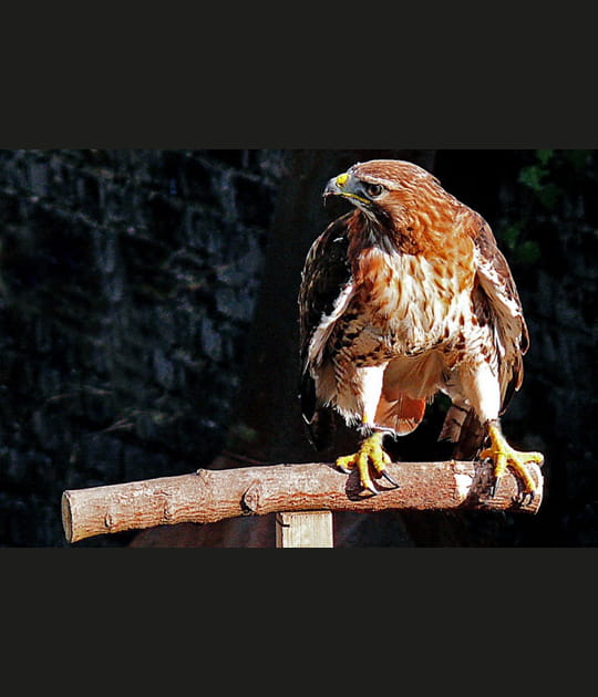 Buse variable
