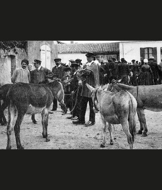 Foire agricole en 1913