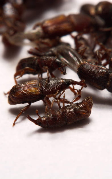 Pourquoi sont-ils consid&eacute;r&eacute;s comme nuisibles&nbsp;?