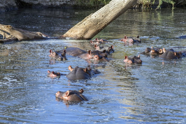 Le parc national du sud Luangwa en Zambie