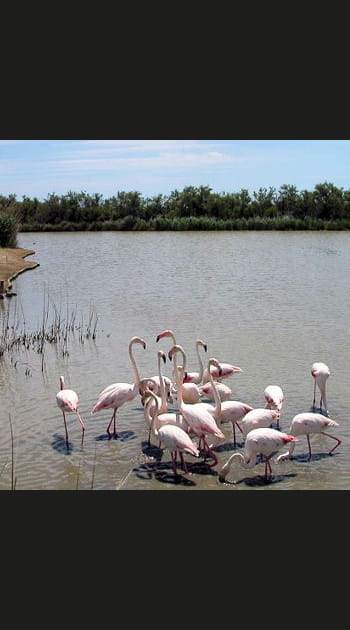 La Camargue