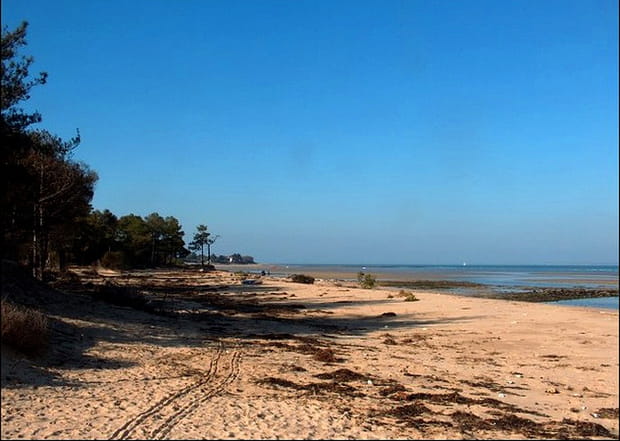 Le bois de Trousse Chemise