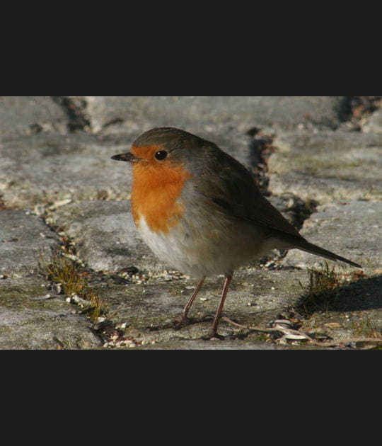 Le Parc naturel r&eacute;gional de la Montagne de Reims